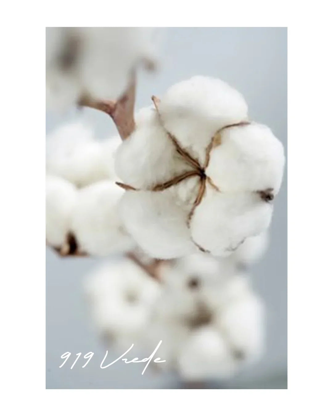 Why We’re Rethinking Cotton at 919 Vrede